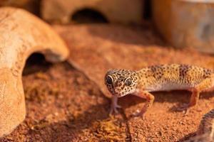 gecko en un primer plano de terrario foto