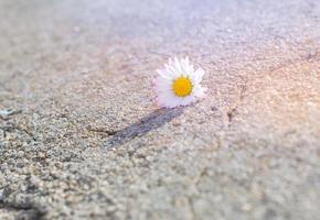 Daisy on a stone photo