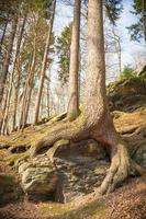 Tree roots in forest photo
