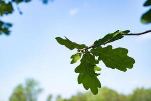 branch with oak leaves photo