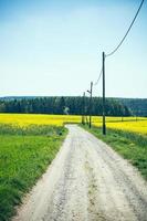 dirt road in summer photo