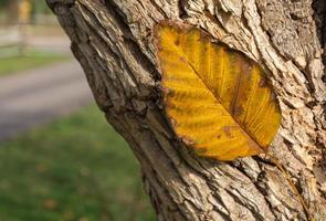 leaf on a tree trunk photo