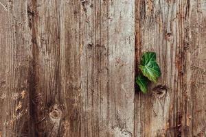 hojas de plantas a través de una cerca de madera foto