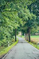 Country road with trees photo