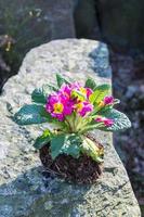 Clod of earth with flowering primula plant photo