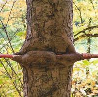 viejo poste de metal incrustado en el tronco de un árbol foto