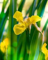 Yellow Iris Growing in Garden photo