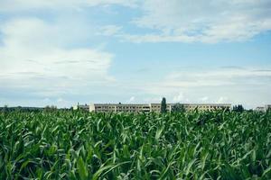 Field of young maize or corn plants photo