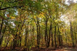 a deciduous forest in the sunset photo