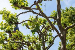 trees with beautiful branches and green leaves photo