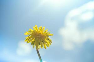 dandelion with blue sky photo