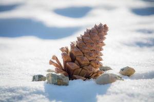 cono de pino en la nieve foto