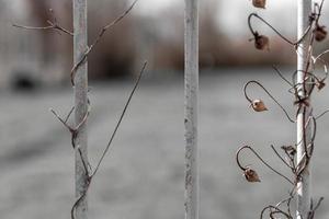 climber plant on a fence photo