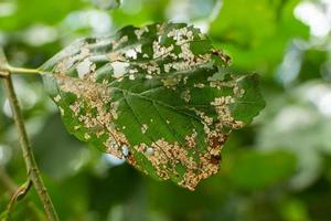 hoja verde que muestra daños por insectos foto