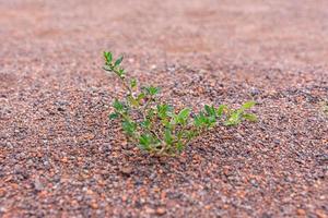 hierba verde frondosa que crece en grava fina foto