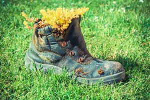 weathered shoe with plants photo