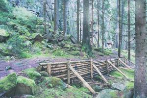 vacaciones de invierno en el bosque foto