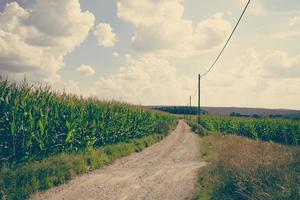 cornfield in vintage look photo