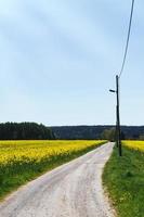 Dirt road in summer photo