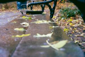 wet leaves on a wooden bench photo