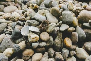 Old mollusc shells lying on pebbles or stones photo