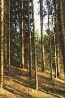 coniferous forest in spring photo