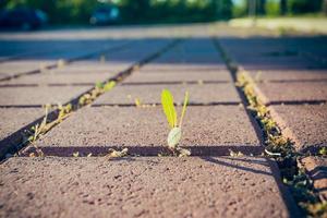 weed on a street photo