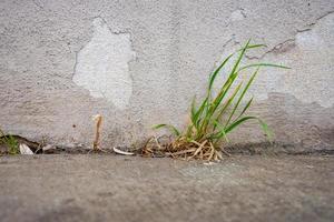 weeds in front of a house wall photo