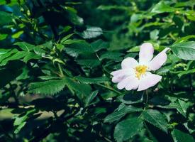 Single pink dog rose on a bush photo