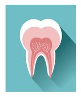 Modern flat tooth detailed anatomy icon with long shadow effect vector