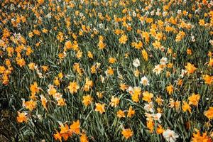 Field of colorful yellow spring daffodils photo