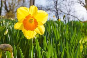 a single easter bell in a meadow photo