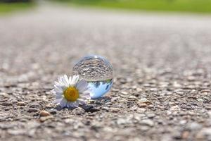 a daisy with glass ball in selective focus on a walkway in nature photo