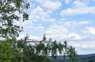 Branches with cloudy sky photo