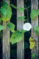 Little white flower on vine next to fence photo