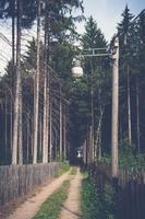 camino forestal idílico foto