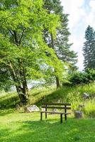 bench in a meadow photo