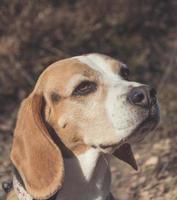 Retrato de perro beagle foto