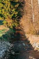 idyllic forest stream in summer photo