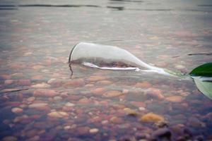 Glass bottle half submerged in a shallow stream photo