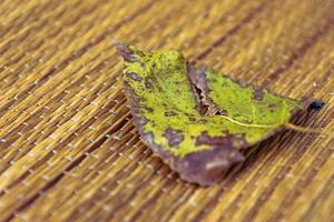 a single leaf of leaves on a bamboo mat photo