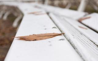 foliage on a wooden bench photo