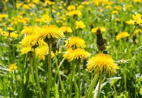 dandelion field in spring photo