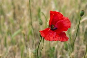 Selective focus of the beautiful common red poppy flower photo