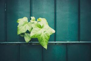 la planta de hiedra rompe la cerca foto