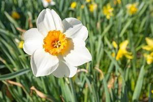 a single easter bell in a meadow photo