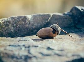 acorn on a rock photo
