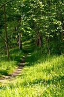 Hiking path through a forest photo