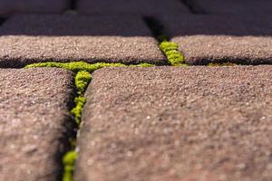 Moss growing between paving stones photo