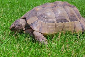 a turtle in a green meadow in summer photo